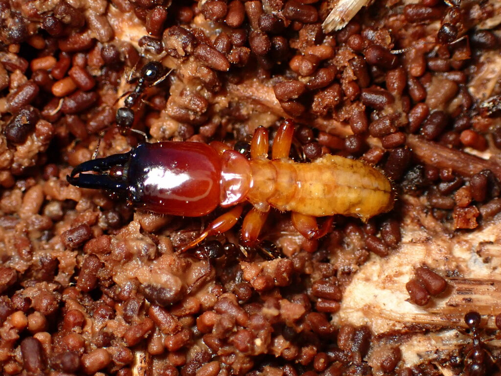 Pacific coast dampwood termite