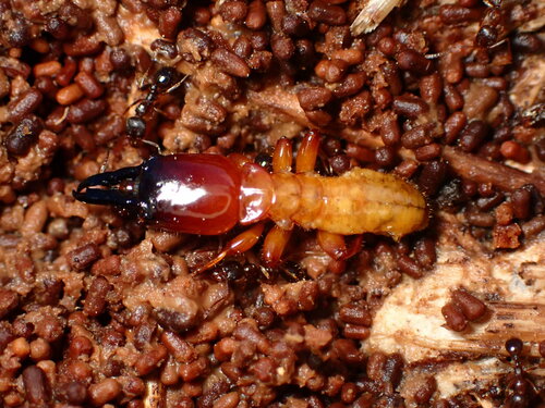 Pacific coast dampwood termite