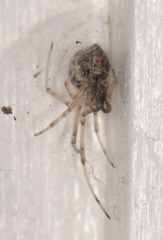 Latrodectus geometricus