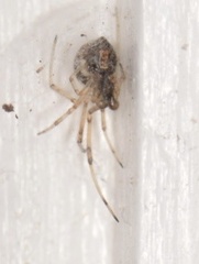 Latrodectus geometricus