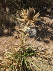 Eryngium proteiflorum