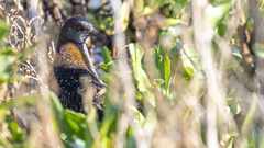 Laterallus jamaicensis coturniculus