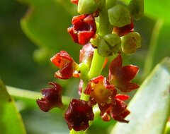 Santalum spicatum