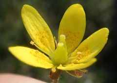 Saxifraga hirculus