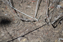 Trimerotropis pallidipennis