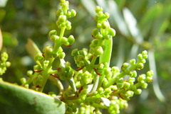 Santalum spicatum