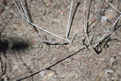 Trimerotropis pallidipennis