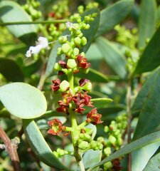 Santalum spicatum