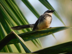 Rhipidura albogularis