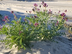 Astragalus crotalariae