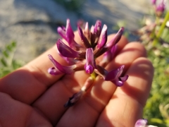 Astragalus crotalariae