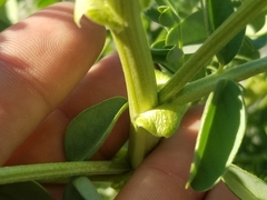 Astragalus crotalariae