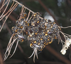 Lipotriches australica