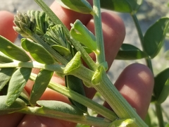 Astragalus crotalariae