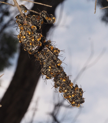 Lipotriches australica