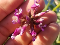 Astragalus crotalariae
