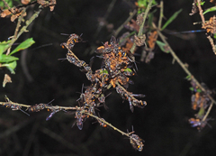 Lasioglossum peraustrale