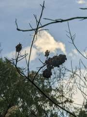 Lipotriches australica