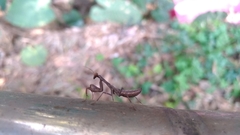 Hierodula patellifera