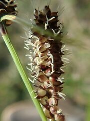 Carex membranacea