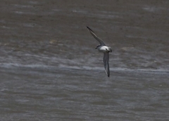 Anarhynchus frontalis