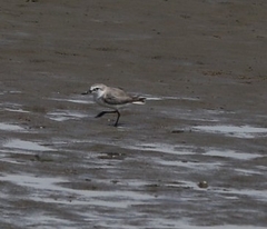 Anarhynchus frontalis