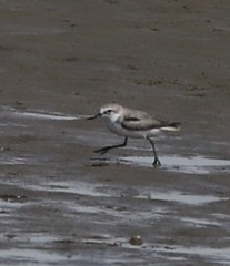 Anarhynchus frontalis