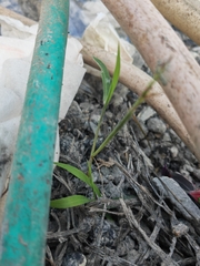 Digitaria radicosa