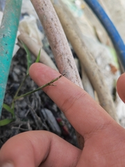 Digitaria radicosa