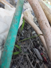 Digitaria radicosa