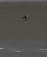 Charadrius bicinctus