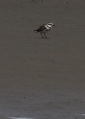 Charadrius bicinctus