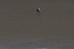 Charadrius bicinctus