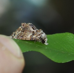 Chlumetia transversa
