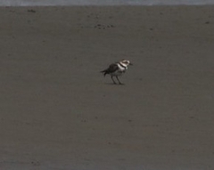 Charadrius bicinctus