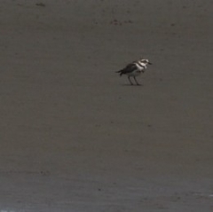 Charadrius bicinctus