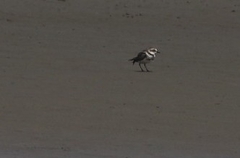 Charadrius bicinctus