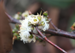 Eucalypteae