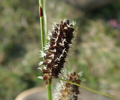 Carex membranacea