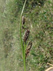 Carex membranacea