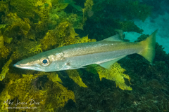 Dinolestes lewini