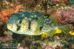 Dicotylichthys punctulatus