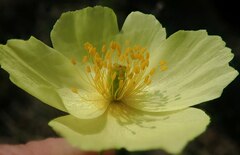 Papaver macounii discolor