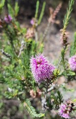 Melaleuca decussata