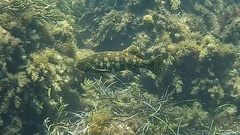 Aplodactylus westralis