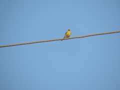 Crithagra flaviventris