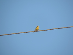 Crithagra flaviventris