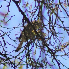 Psaltriparus minimus