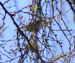 Psaltriparus minimus