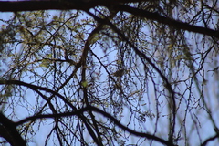 Psaltriparus minimus